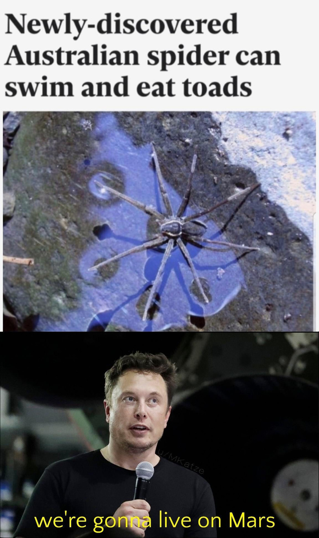 Newly-discovered Australian spider can swim and eat toads - meme