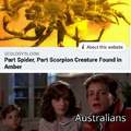 Part spider, part scorpion creature found in amber