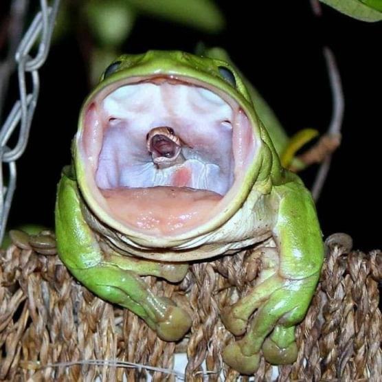 Para mi los reptiles y anfibios son animales que no parecen pertenecer a la tierra. - meme