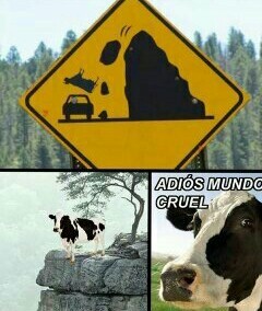 Pobre vaca - meme