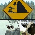 Pobre vaca