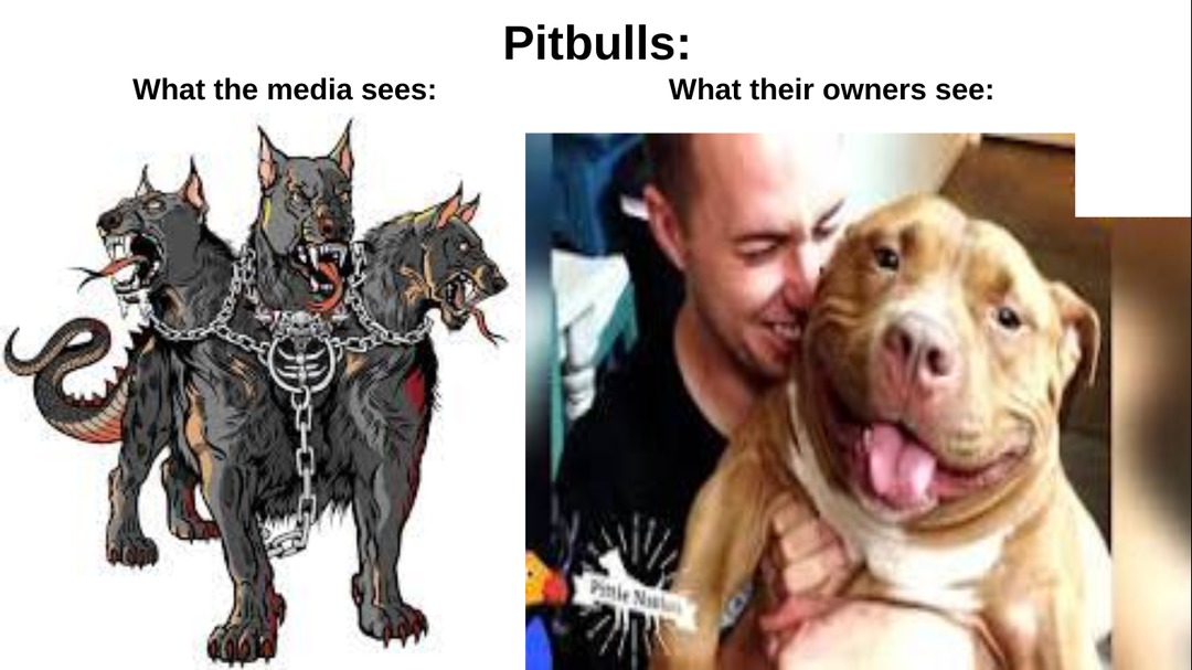 I have never met an agressve pitbull in my life - meme
