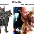 I have never met an agressve pitbull in my life