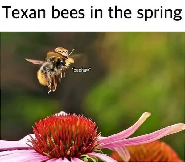 THE BEES! - meme