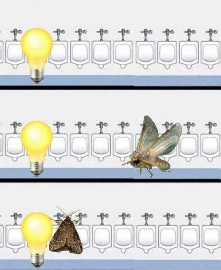 Mr moth - meme