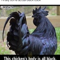 black cock