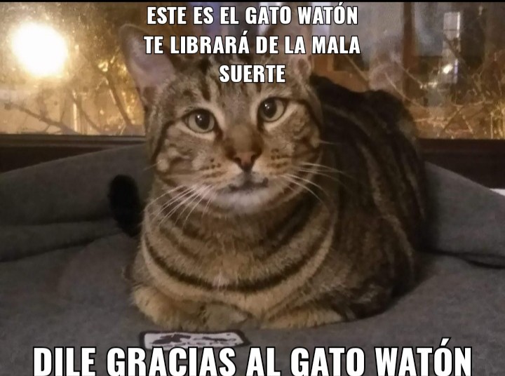 Gato Watón - meme