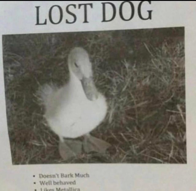 Lost dog. Likes to swim - meme