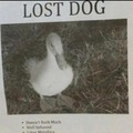 Lost dog. Likes to swim