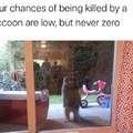 Your chances of being killed by a raccoon are low but never zero