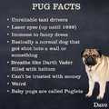 Pugs are the best
