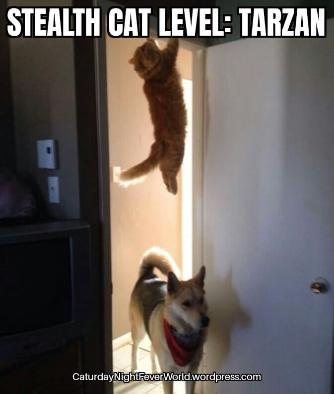 Stealth cat level tarzan - meme
