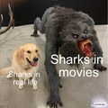 Movies says sharks are bad :(