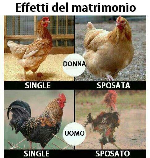 pollame - meme