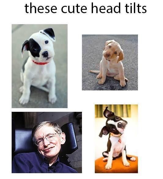 Puppers and Steven Hawking - meme