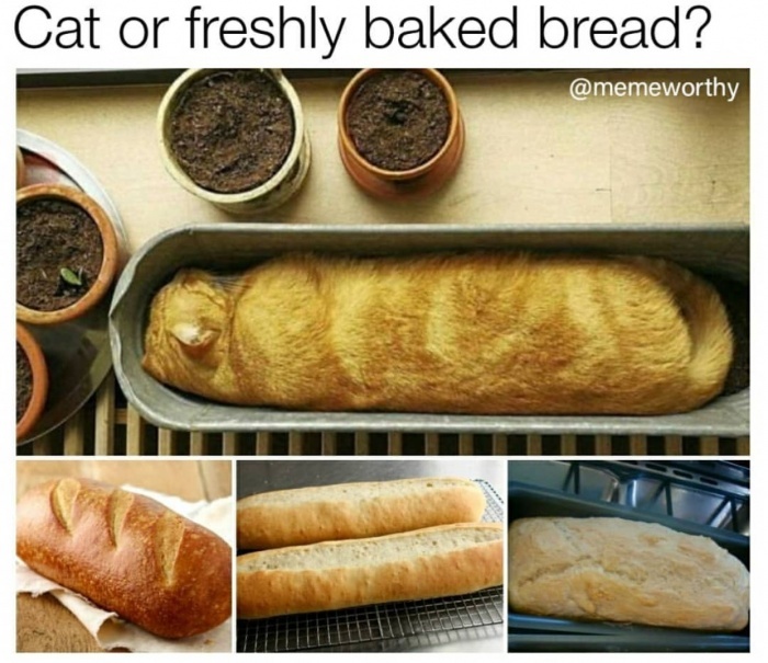 Cat or Bread? - meme