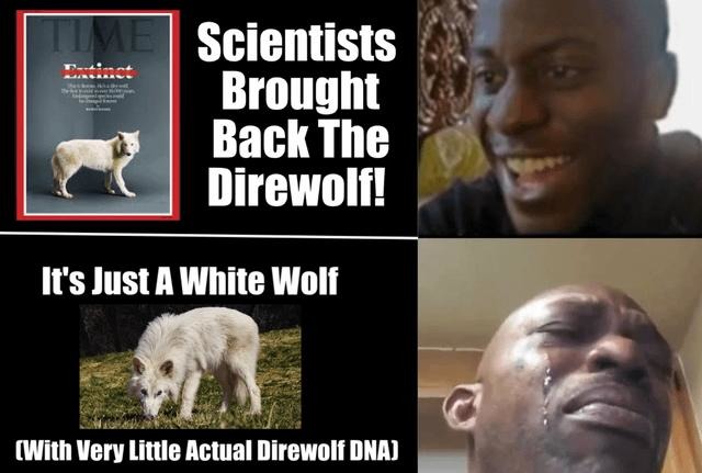 Scientists: We brought back dire wolves. Also scientists: It's just a big white dog - meme