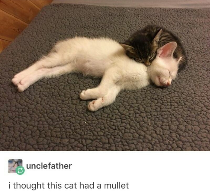 Kitty mullet - meme