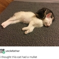 Kitty mullet