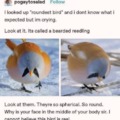 Chonkers birb!