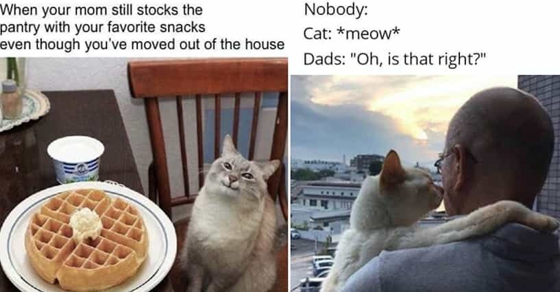 cats and waffle and human - meme