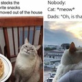 cats and waffle and human