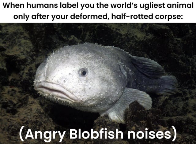 I'm attracted to blobfish - Meme by Breecko :) Memedroid