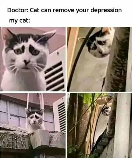 Depressive cat meme