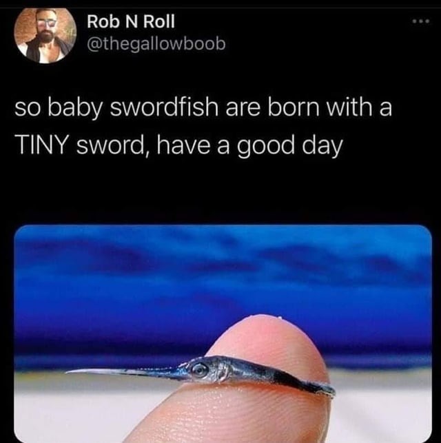 Cute baby swordfish - meme
