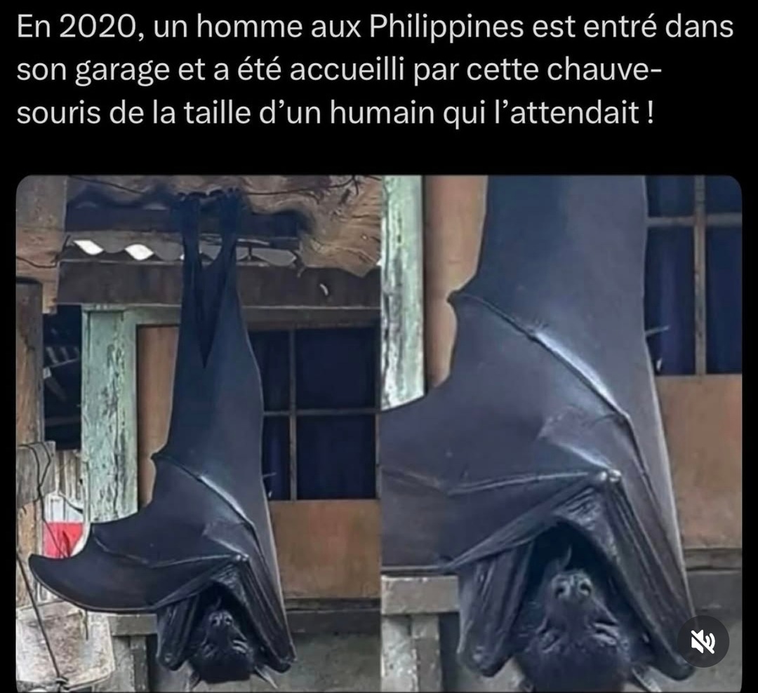 Philippines 2020 : Batman IRL dans le garage - meme