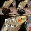Allahu Akbar!