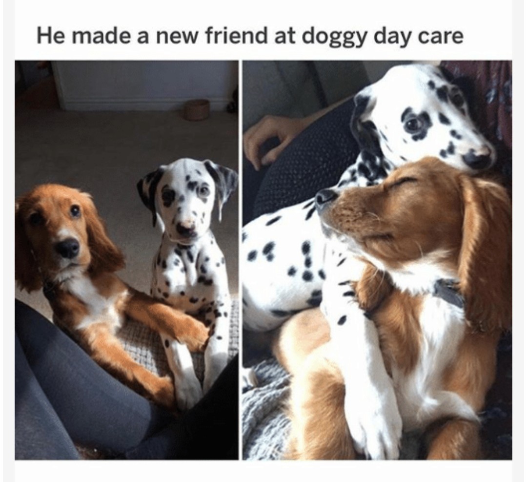 Puppy love - meme