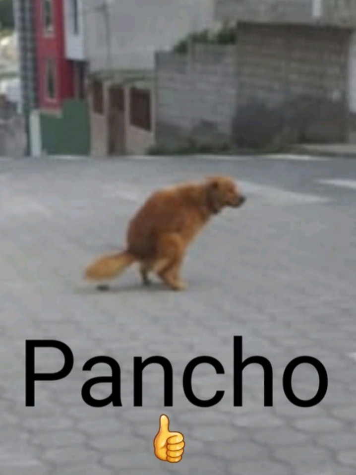 Pancho - meme