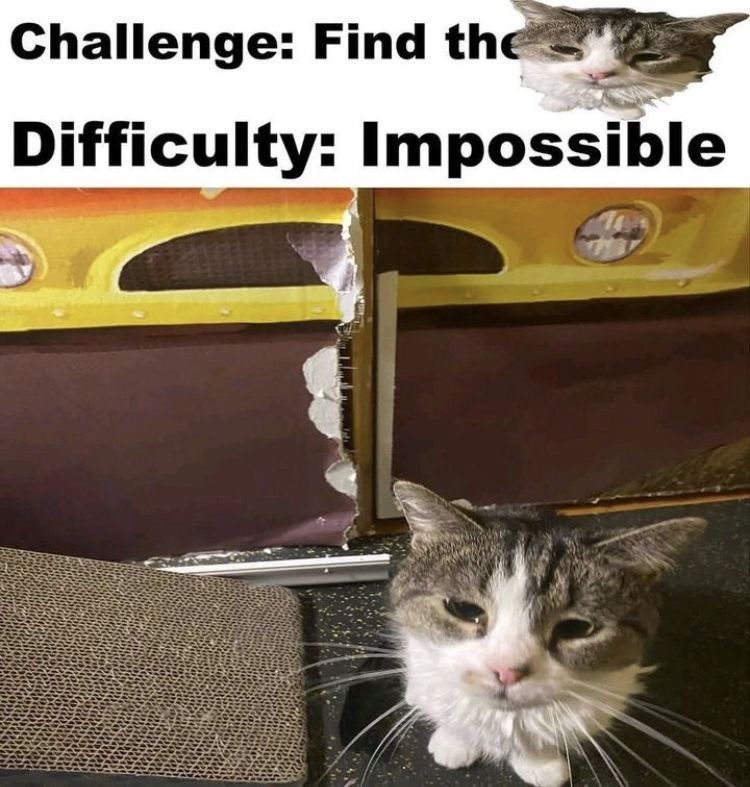 Find cat - meme