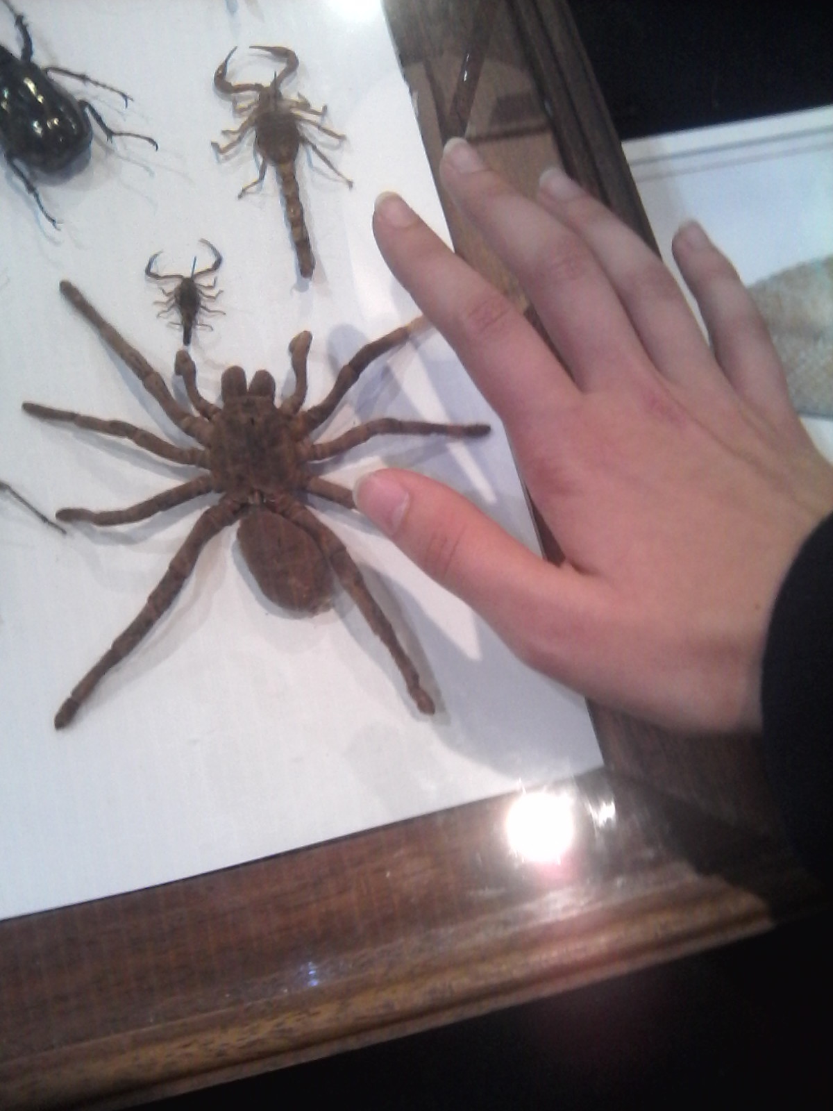 L'araignée de la taille d'une main - meme