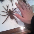 L'araignée de la taille d'une main
