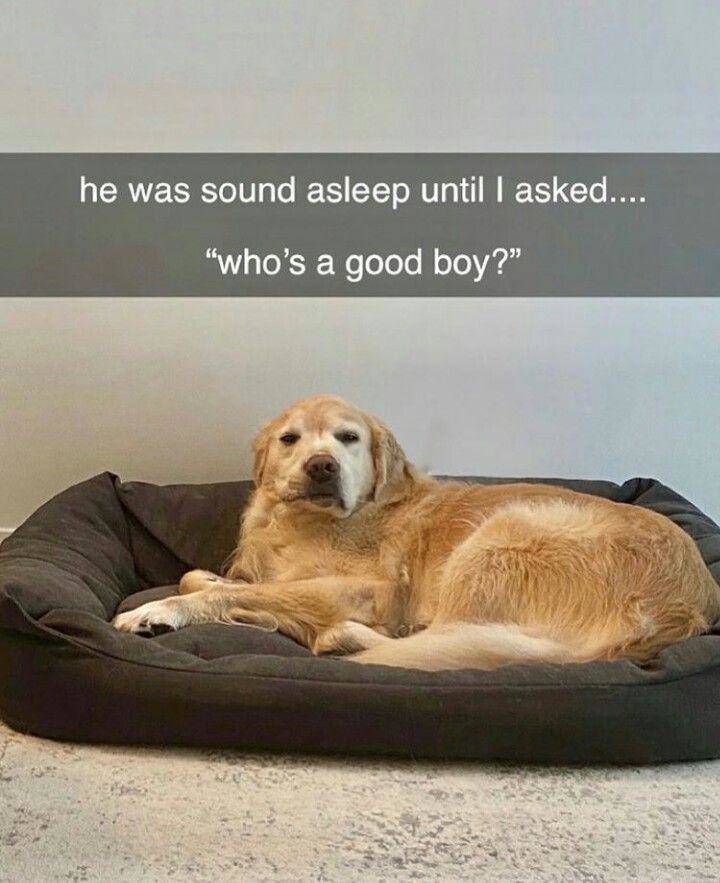 who's a good boy - meme