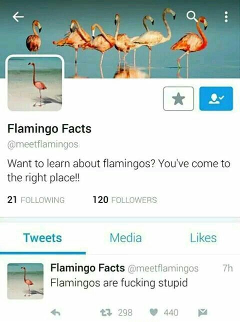 Fuck flamingos. - meme