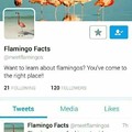 Fuck flamingos.