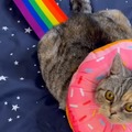 Nyan cat in real life