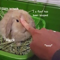 origanal meme, the bunny is bookieball on Instagram