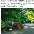 doggos are great