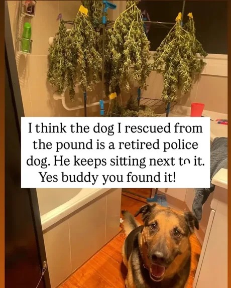 Police doggo does his job - meme