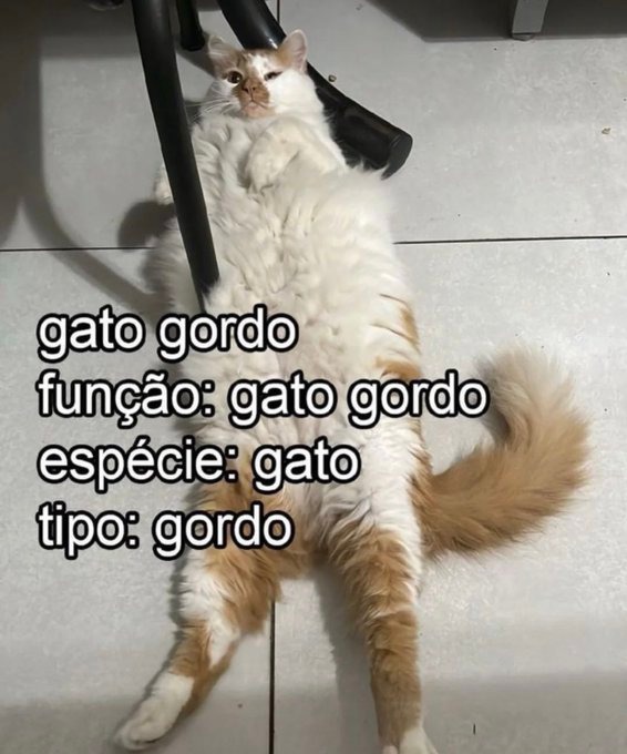 gato gordo - meme