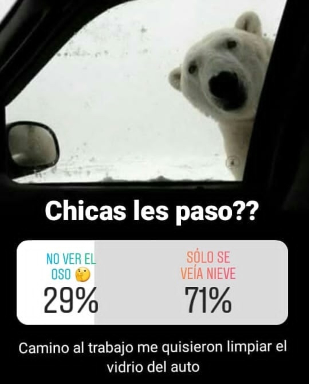 Oso Polar - meme