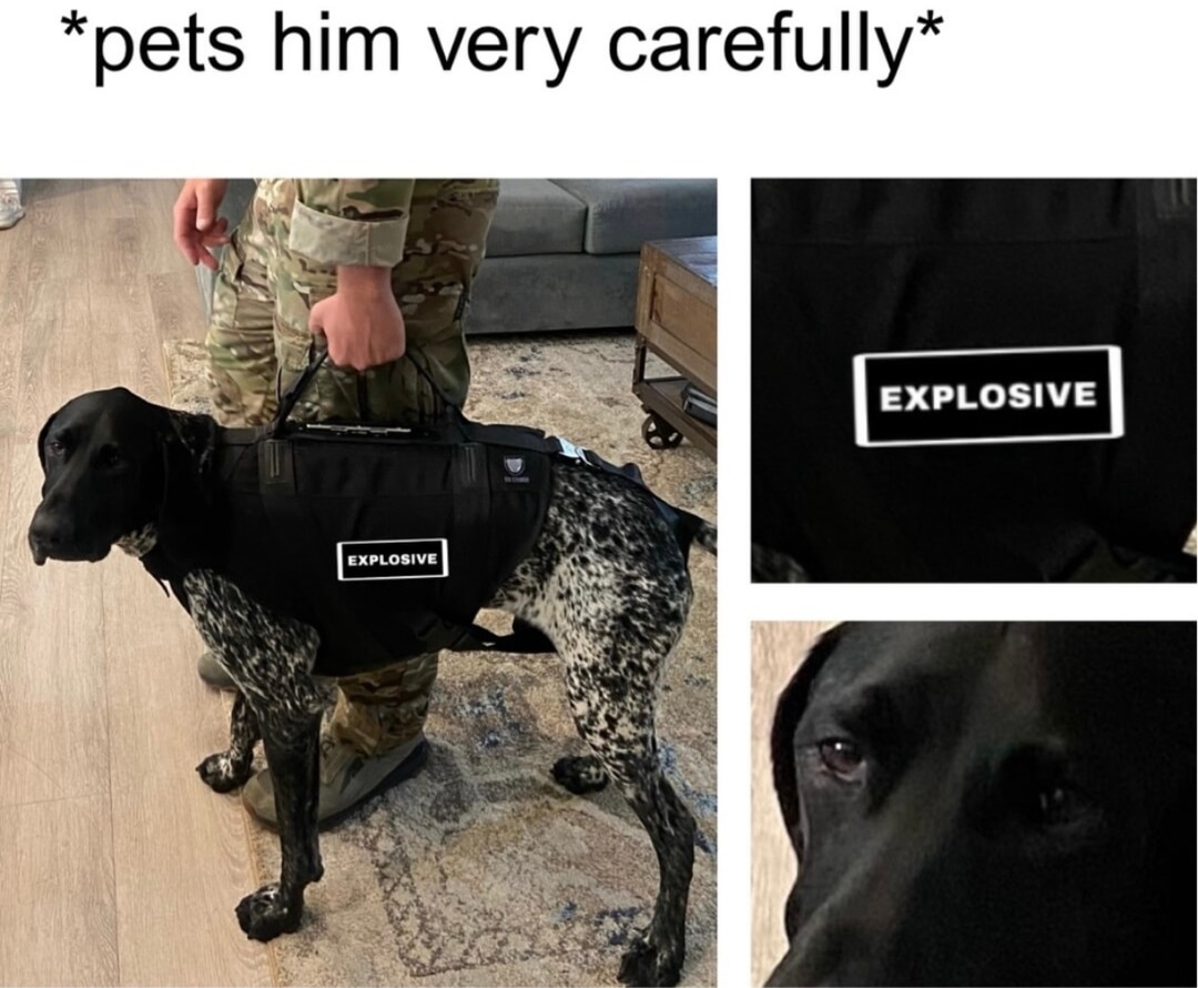 Petting the chihuahua like it's a live grenade - meme
