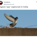 Pigeon 'spy' captured in India