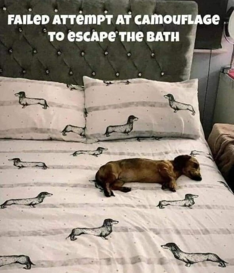 wiener or bed sheet? - meme