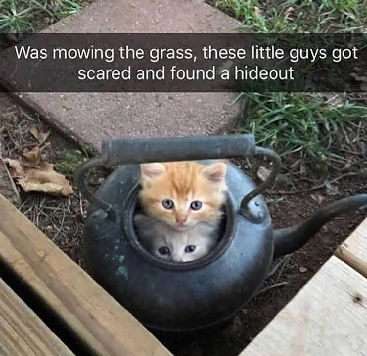 cat hideout - meme