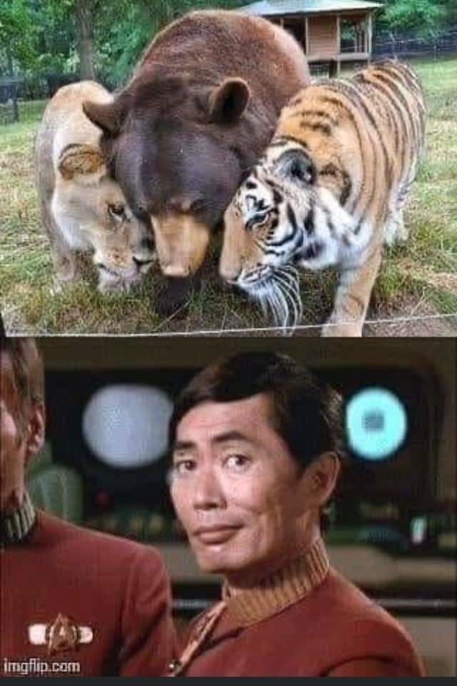 Lions and bears and tigers I'm Sulu - meme